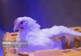 ۲۰۰۰ بازدید برای پیشگیری از بیماری های طیور در ایلام انجام شد