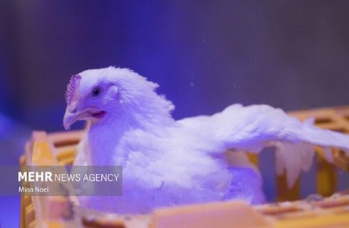 ۲۰۰۰ بازدید برای پیشگیری از بیماری های طیور در ایلام انجام شد