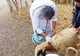 اجرای طرح واکسیناسیون میش های غیرآبستن بر علیه بیماری تب مالت در البرز اجرای طرح واکسیناسیون میش های غیرآبستن بر علیه بیماری تب مالت در البرز