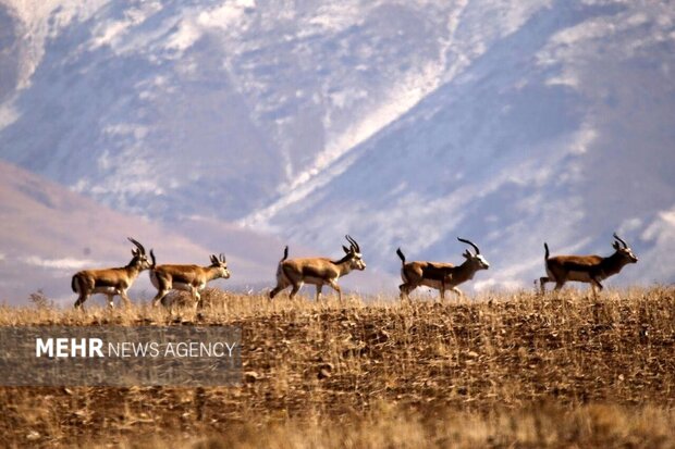 تخریب خاموش پناهگاه حیات وحش یخاب؛ «معادن» محیط زیست را می‌بلعند