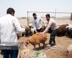 تشدید نظارت‌های بهداشتی دامپزشکی فهرج همزمان با عید سعید قربان