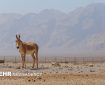 تولد نخستین گورخر ایرانی در سایت «پنج‌انگشت» ابرکوه در سال جاری