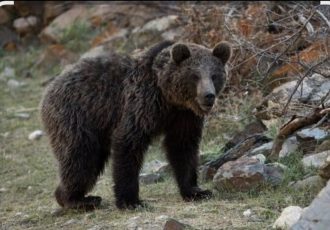 جزئیات هولناک از مرگ مرد چالوسی به علت حمله خرس جزئیات هولناک از مرگ مرد چالوسی به علت حمله خرس