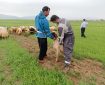 رئیس دامپزشکی کرمانشاه: اردوی جهادی دامپزشکی در ماهیدشت برگزار شد