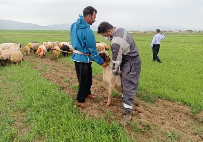 رئیس دامپزشکی کرمانشاه: اردوی جهادی دامپزشکی در ماهیدشت برگزار شد