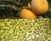ردیابی مگس میوه مدیترانه‌ای در ۹۵۳ هکتار از باغات بابل