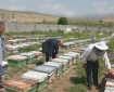 رونق زنبورداری در سوادکوه؛ ۲۳۸ تن عسل تولید شد