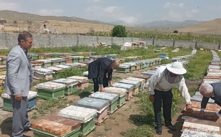 رونق زنبورداری در سوادکوه؛ ۲۳۸ تن عسل تولید شد