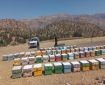 ساماندهی محل اسکان زنبورداران در بخش میانکوه اردل آغاز شد