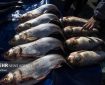صادرات ۱۳ محصول کشاورزی آزاد شد