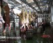ضبط ۴۳۹ کیلو لاشه دام قربانی در مازندران