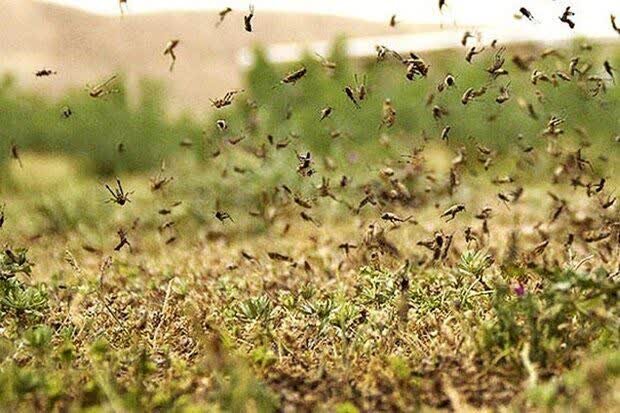 مبارزه با آفت ملخ بومی و مراکشی در ۲۰۰ هکتار از اراضی اصفهان
