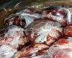 محموله گوشت اسب در سنقروکلیایی معدوم شد