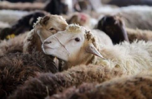 ممنوعیت جابجایی دام فاقد پلاک در مرودشت