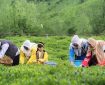 هر خانوار ایرانی سالانه چقدر «چای» مصرف می‌کند؟