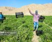 پاسخ صرفه‌جویانه کشاورزی خراسان رضوی به کم‌آبی و گرانی