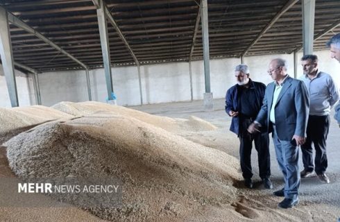 پیش بینی خرید ۷۵ هزار تن گندم تضمینی در استان سمنان