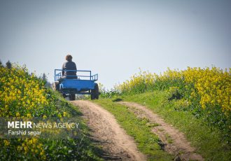 پیش‌بینی برداشت ۴۲ تن کلزا از مزارع نور
