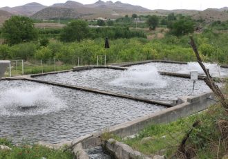 چهارمحال و بختیاری پیشرو در تولید ماهیان سردآبی؛ جهاد تولید رقم خورد