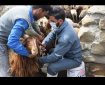 کاهش چشمگیر موارد شناسایی دامهای مبتلا به بروسلوز در قزوین