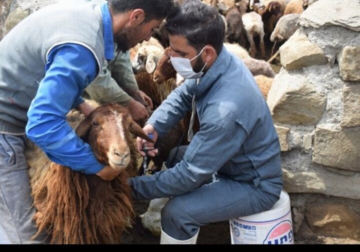 کاهش چشمگیر موارد شناسایی دامهای مبتلا به بروسلوز در قزوین