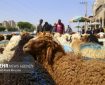 ۴ هزار راس دام سبک و سنگین میامی رایگان معاینه و درمان شدند