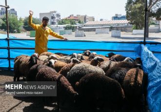 ۶ مرکز در شیراز مجاز به عرضه و ذبح دام عید قربان شدند