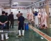 ۶۳ رأس دام سبک و سنگین در شاهرود برای کمک به نیازمندان ذبح شد