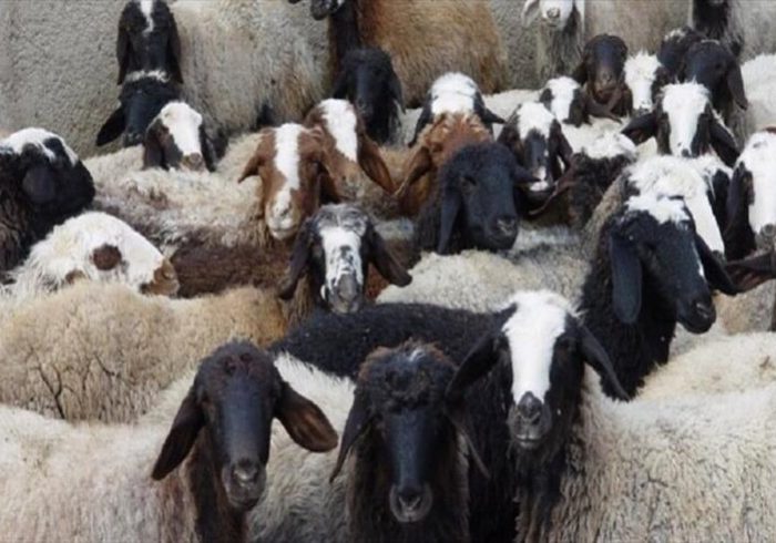 ۸۲ رأس دام قاچاق در محورهای فلاورجان توقیف شد