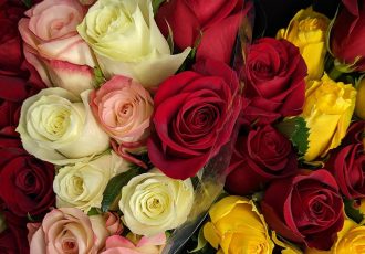 گل رز قرمز، سفید یا صورتی؟ هر رنگ چه پیامی دارد؟ گل رز قرمز، سفید یا صورتی؟ هر رنگ چه پیامی دارد؟