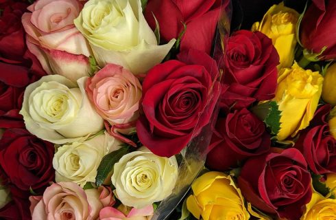 گل رز قرمز، سفید یا صورتی؟ هر رنگ چه پیامی دارد؟ گل رز قرمز، سفید یا صورتی؟ هر رنگ چه پیامی دارد؟
