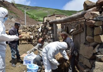 تلفات چند راس دام  مشکوک به هاری در روستای چراپای اردبیل