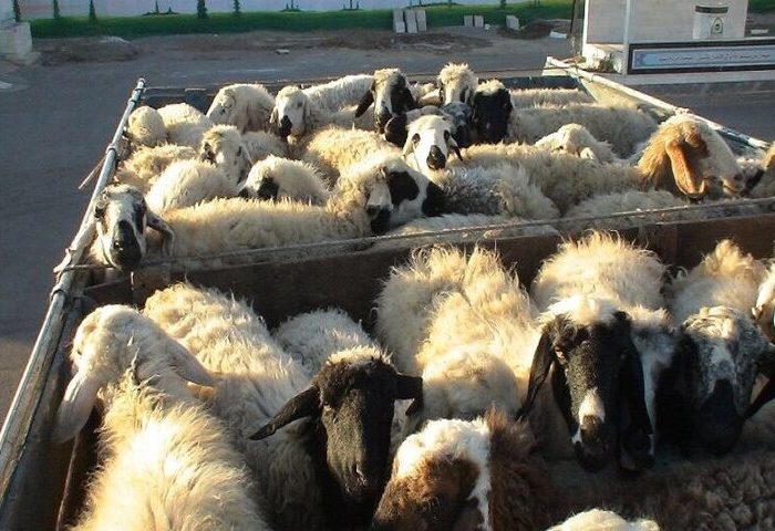توقیف ۳ محموله دام پرواری سبک قاچاق به ارزش بیش از ۳۰ میلیارد ریال
