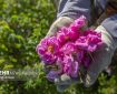 جشنواره سنتی گلاب‌گیری در شاه ناحر کجور برگزار شد