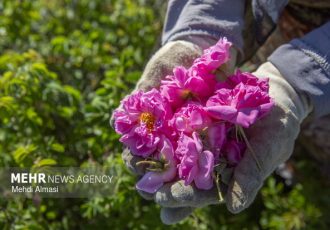 جشنواره سنتی گلابگیری در شاه ناحر کجور برگزار شد جشنواره سنتی گلابگیری در شاه ناحر کجور برگزار شد