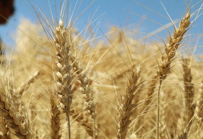 خرید گندم از مرز ۱۴ هزار تن در پلدختر گذشت
