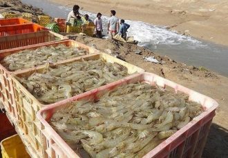 رهنما: تکرار الگوهای سنتی صنعت میگو را در معرض بحران قرار می دهد