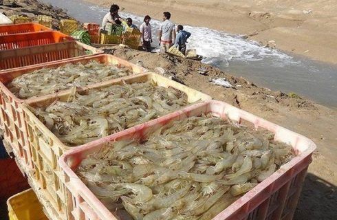 رهنما: تکرار الگوهای سنتی صنعت میگو را در معرض بحران قرار می دهد