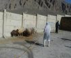 سمپاشی رایگان دام در رودان برای پیشگیری از تب کریمه کنگو آغاز شد