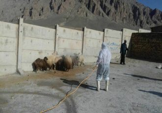 سمپاشی رایگان دام در رودان برای پیشگیری از تب کریمه کنگو آغاز شد