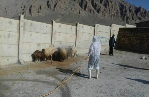 سمپاشی رایگان دام در رودان برای پیشگیری از تب کریمه کنگو آغاز شد