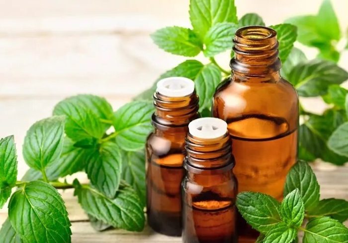 روغن این گیاه فشارخون بالا را ۲۰ روزه بهبود می‌بخشد