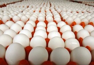 صادرات بیش از هزار تن تخممرغ از قزوین صادرات بیش از هزار تن تخممرغ از قزوین