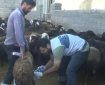 اردوی جهادی دامپزشکی در روستاهای هشترود