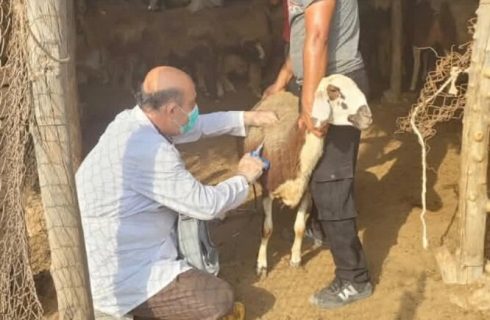 طرح واکسیناسیون رایگان تب برفکی در استان بوشهر آغاز شد