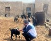 پایش سلامت دام‌ها در روستاهای شهرستان دیر