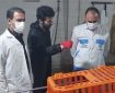 الزامات بهداشتی در کشتارگاه طیور اسلام‌آبادغرب رعایت شود