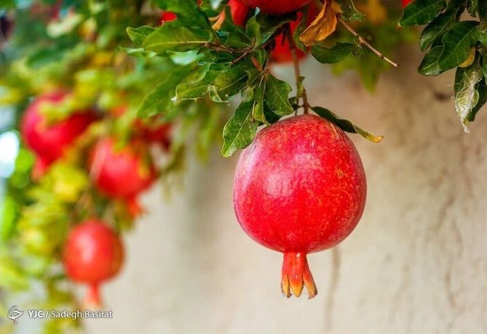 انار؛ میوه‌ای با خواص درمانی!