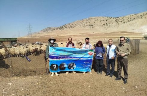 اردوی جهادی دامپزشکی به یاری عشایر دالاهو رفت