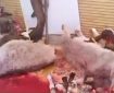 هرگونه کشتار و عرضه گوشت الاغ و اسب تخلف است